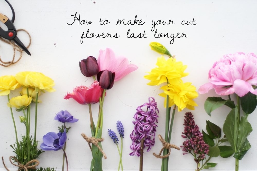 Fresh Flowers Rejuvenate Senses And Make A Perfect Gift